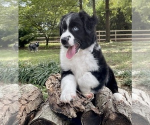 Australian Shepherd Puppy for Sale in MATTHEWS, North Carolina USA