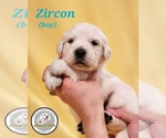 Puppy Zircon English Cream Golden Retriever