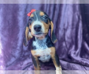 Beagle Puppy for sale in LAKELAND, FL, USA