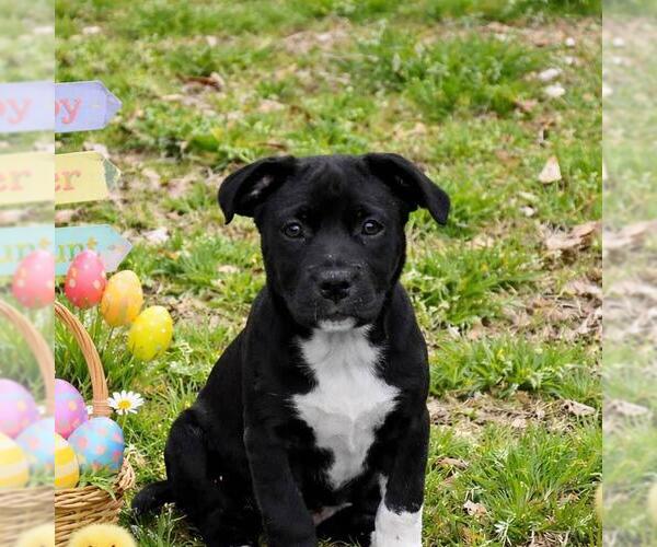 Medium Photo #1 Bulldog-Unknown Mix Puppy For Sale in Yardley, PA, USA