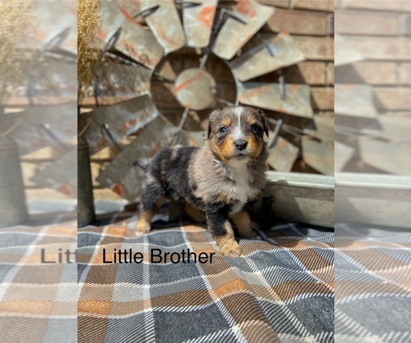 Medium Photo #11 Miniature American Shepherd Puppy For Sale in MANSFIELD, MO, USA