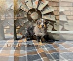 Small #10 Miniature American Shepherd