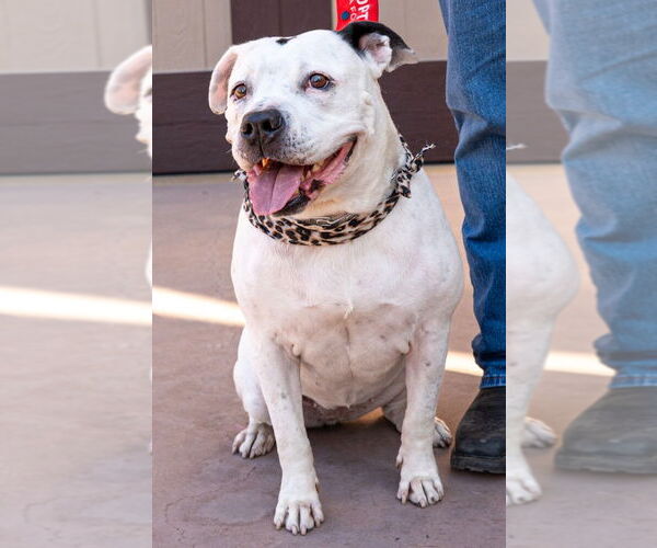 Medium Photo #4 American Staffordshire Terrier Puppy For Sale in Lake Forest, CA, USA