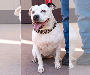 Molly - Adopt Me! - Female American Staffordshire Terrier Dog for Adoption - Photo #4