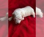 Small Photo #4 Pyredoodle Puppy For Sale in LIBERTY, MS, USA