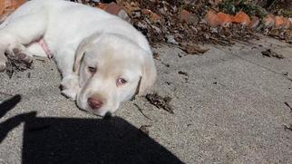 Labrador Retriever Puppy for sale in ARCHBOLD, OH, USA
