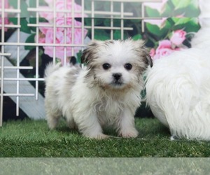 Zuchon Puppy for sale in MARIETTA, GA, USA