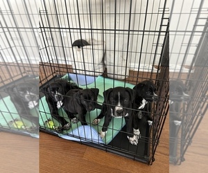 American Pit Bull Terrier-Cane Corso Mix Puppy for sale in WASHINGTON, DC, USA