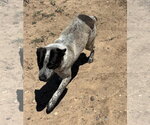 Small #1 Mutt