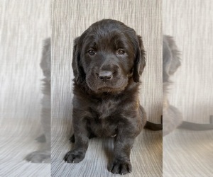 Labradoodle Puppy for sale in SPRINGFIELD, MO, USA