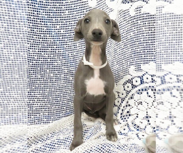 Medium Photo #7 Italian Greyhound Puppy For Sale in NORWOOD, MO, USA