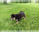 Small #3 Australian Shepherd-German Shepherd Dog Mix