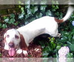 Small #2 Basset Hound