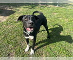 Small Labrador Retriever Mix