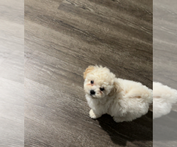 Medium Photo #12 Poodle (Toy) Puppy For Sale in CHARLOTTE, NC, USA