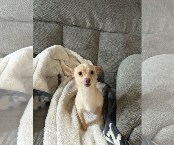 Medium Photo #1 Chihuahua-Unknown Mix Puppy For Sale in Polson, MT, USA