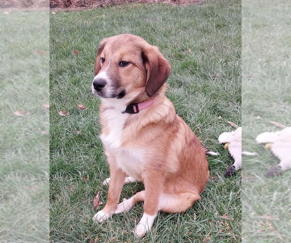 Medium Photo #4 Collie-German Shepherd Dog Mix Puppy For Sale in Aurora, IN, USA