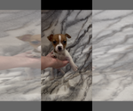 Image preview for Ad Listing. Nickname: Litter of 2