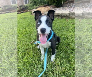 American Pit Bull Terrier-Huskies Mix Dogs for adoption in The Woodlands, TX, USA