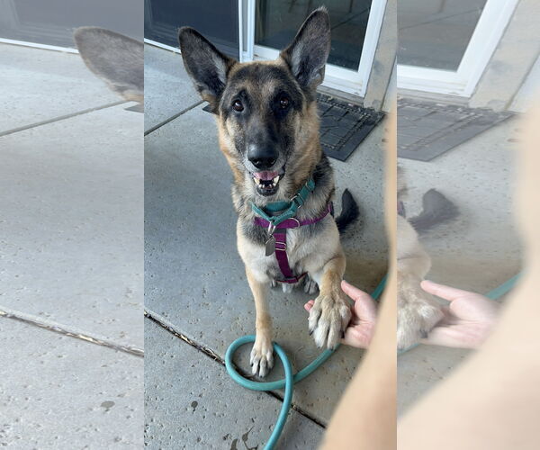 Medium Photo #3 German Shepherd Dog-Unknown Mix Puppy For Sale in Woodland, CA, USA