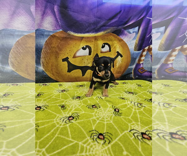 Medium Photo #2 Rat Terrier-Unknown Mix Puppy For Sale in Metairie, LA, USA