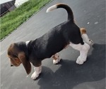 Small Photo #21 Basset Hound Puppy For Sale in GREENLEAF, WI, USA