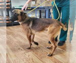 Small #1 German Shepherd Dog Mix