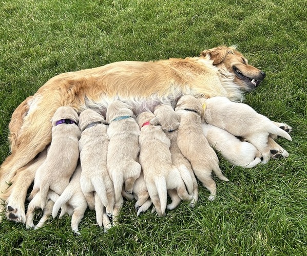 Medium Photo #1 English Cream Golden Retriever Puppy For Sale in ELLENSBURG, WA, USA