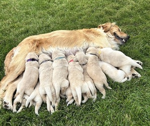 English Cream Golden Retriever Litter for sale in ELLENSBURG, WA, USA