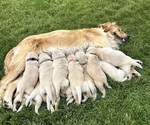Image preview for Ad Listing. Nickname: Litter of 12