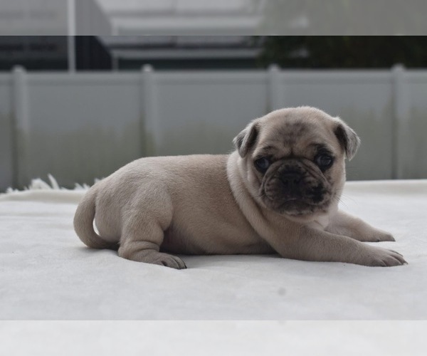 Medium Photo #3 Pug Puppy For Sale in PALM COAST, FL, USA