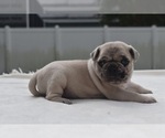 Maple - Female Pug Puppy for Sale - Photo #3