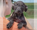 Small #5 American Staffordshire Terrier Mix
