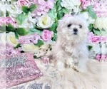 Small Photo #90 Maltese Puppy For Sale in HAYWARD, CA, USA