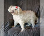 Small #2 Poodle (Miniature)