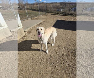 Great Pyrenees-Unknown Mix Dogs for adoption in Maquoketa, IA, USA
