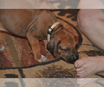 Small #131 Rhodesian Ridgeback