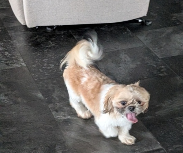 Medium Photo #1 Shih Tzu Puppy For Sale in GOSHEN, IN, USA