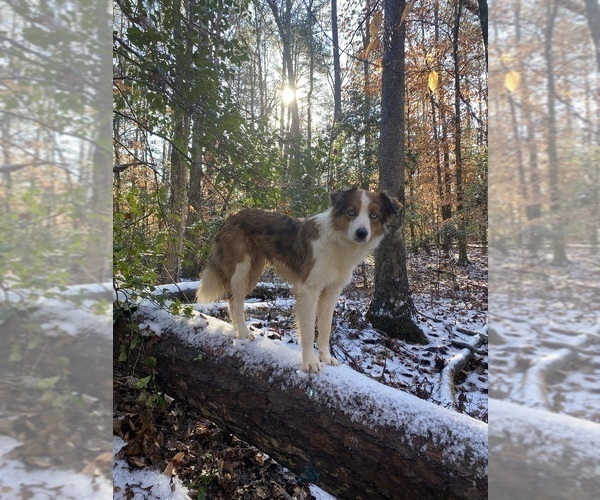 Medium Photo #1 Australian Shepherd Puppy For Sale in ELBERTON, GA, USA