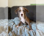 Small Mutt