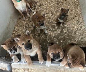 Shiba Inu Puppy for Sale in KALONA, Iowa USA