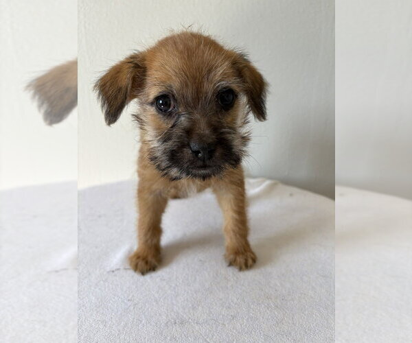Medium Photo #3 Chihuahua-Unknown Mix Puppy For Sale in Studio City, CA, USA