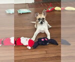 Small #1 Rat Terrier Mix