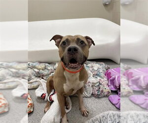 American Staffordshire Terrier-Unknown Mix Dogs for adoption in Elk Grove, CA, USA