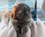 Small Photo #3 Shih-Poo Puppy For Sale in SPENCER, TN, USA