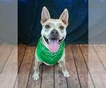 Small #11 Bulldog Mix