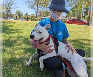 Daisy - Female American Staffordshire Terrier Dog for Adoption - Photo #3