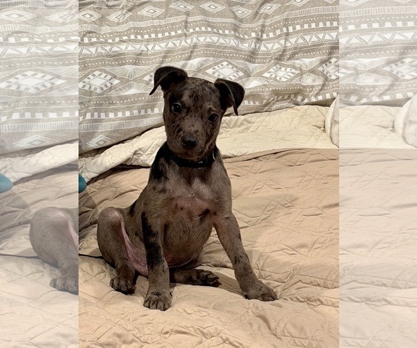 Medium Photo #4 Catahoula Leopard Dog-Unknown Mix Puppy For Sale in Rockaway, NJ, USA