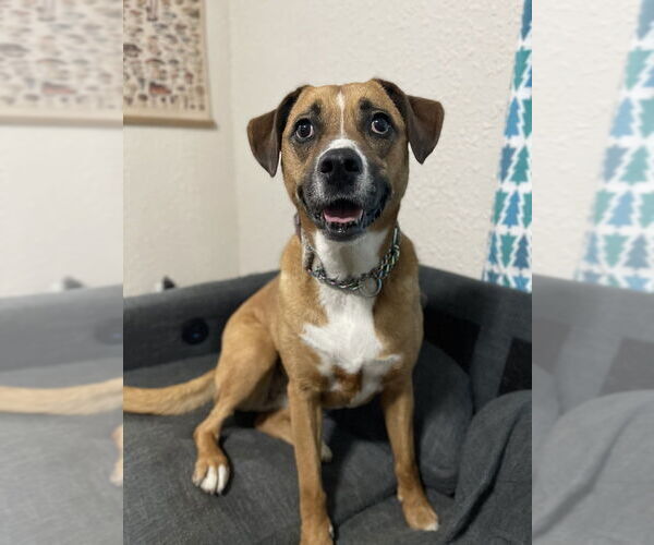Medium Photo #31 Australian Shepherd-Boxer Mix Puppy For Sale in Bolivar, MO, USA