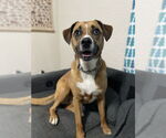 Small #30 Australian Shepherd-Boxer Mix